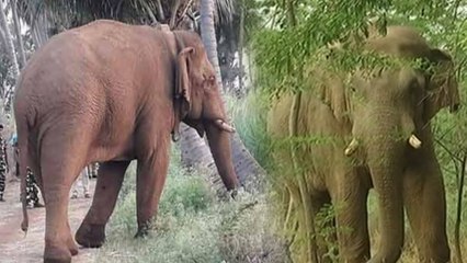 சின்னதம்பியை காட்டுக்கே திரும்ப அனுப்பலாமே?.. உச்சநீதிமன்றம் கேள்வி- வீடியோ