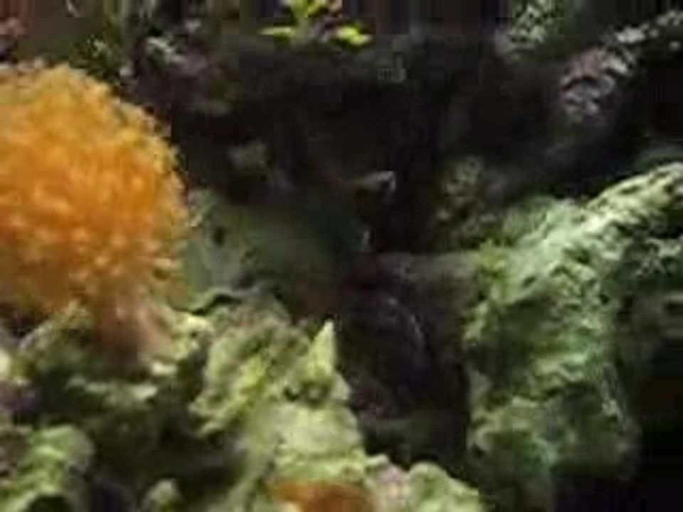 Aqua recifal 50L au debut