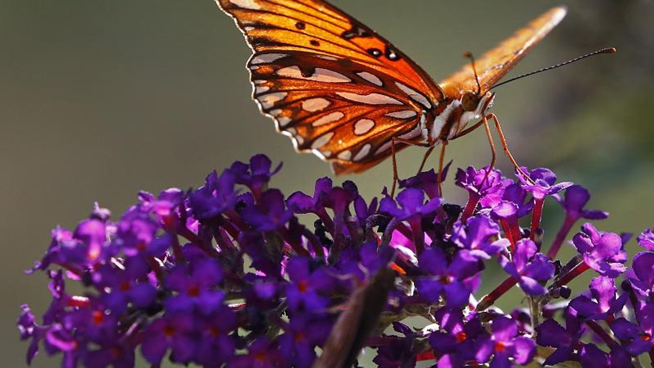 Insektensterben: schockierende Zahlen