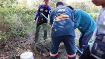 Thai fisherman in shock after finding giant python in his net