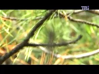 Seven natural wonders of Ukraine. Oleshkovsky sands