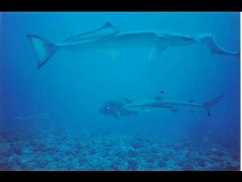 Bonne année 2008 retro plongées_0001