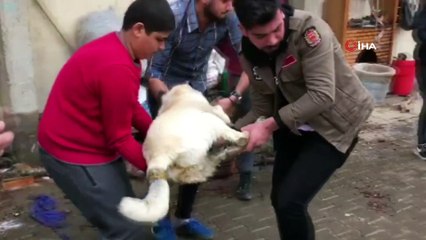 - Zehirlenen köpekler için mahalleli seferber oldu