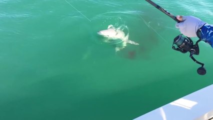 Quand un requin en dévore un autre au bout d'une ligne de peche