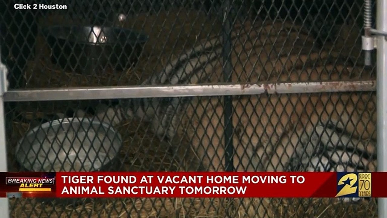 Tiger Caged In Abandoned Texas Home Discovered By Person Looking for Place To Smoke Marijuana