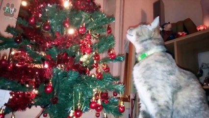 Funny Cat Compilation - This is Why I Love Cats