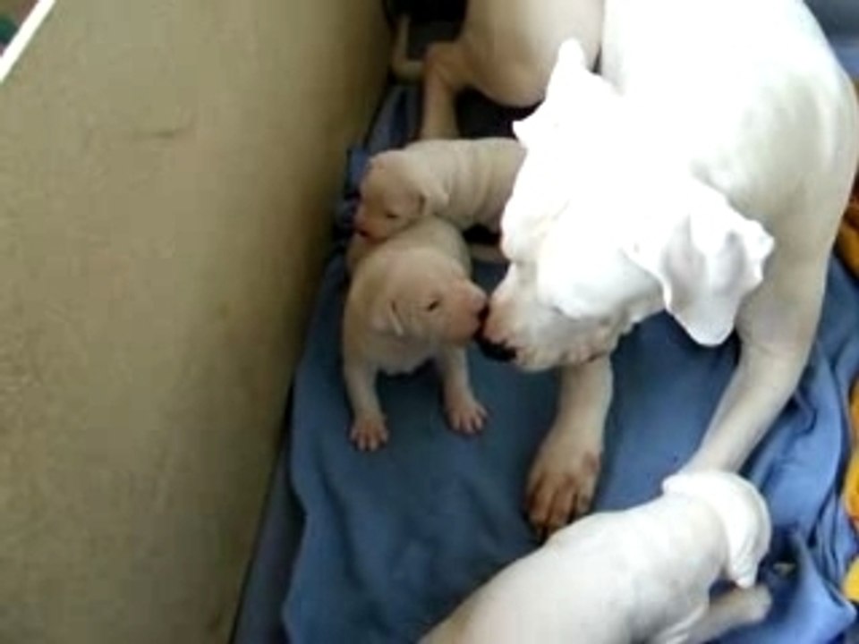 chiots dogo 25 jours