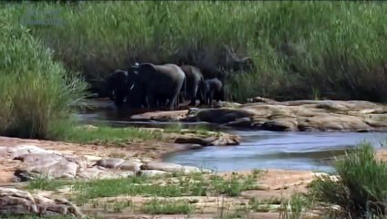 Động vật hoang dã Châu Phi - thuyết minh