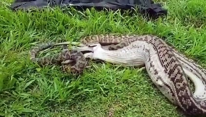 Avustralyada dev yılan kanguruyu yuttu