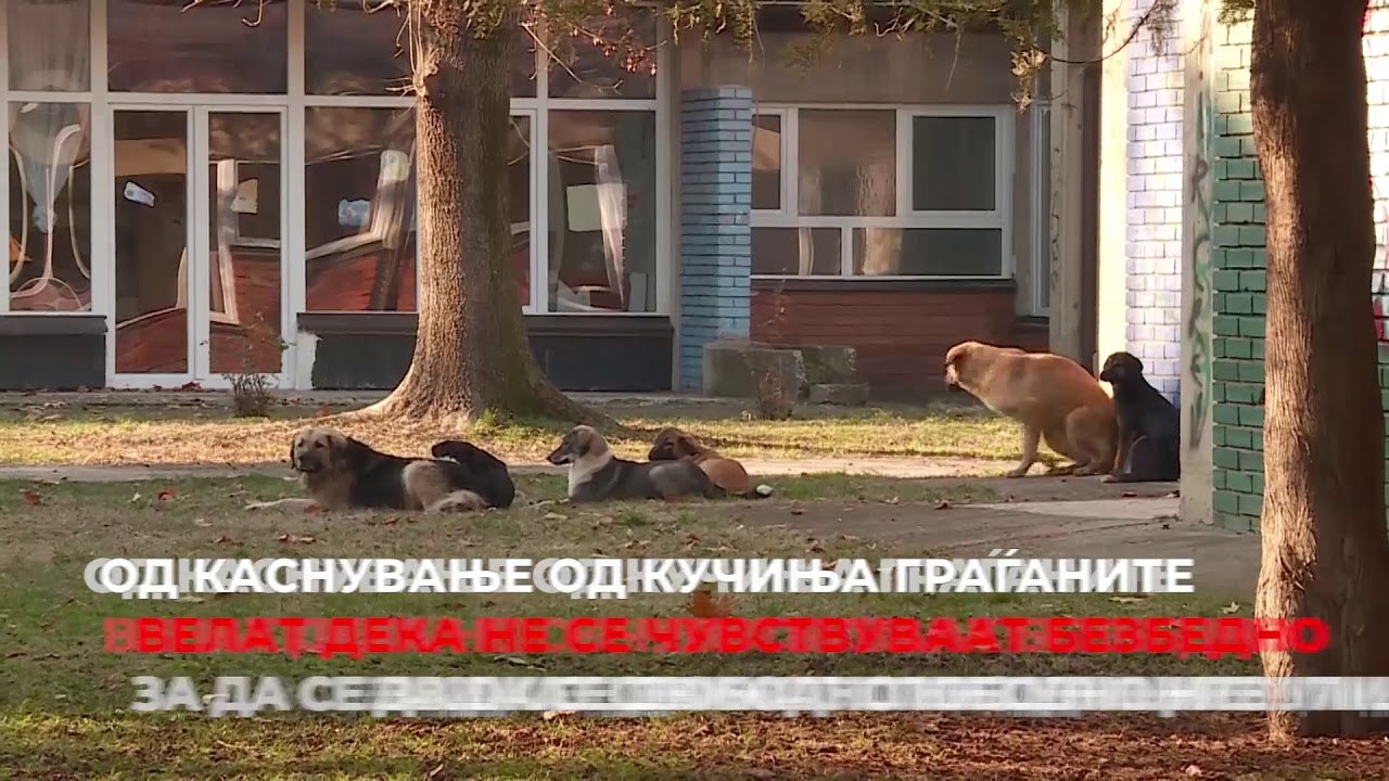 Кучињата скитници ќе нè касаат уште само неколк...