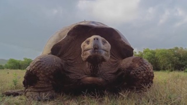 Galápagos cumplirá 60 años como área protegida, con mar de retos por cumplir