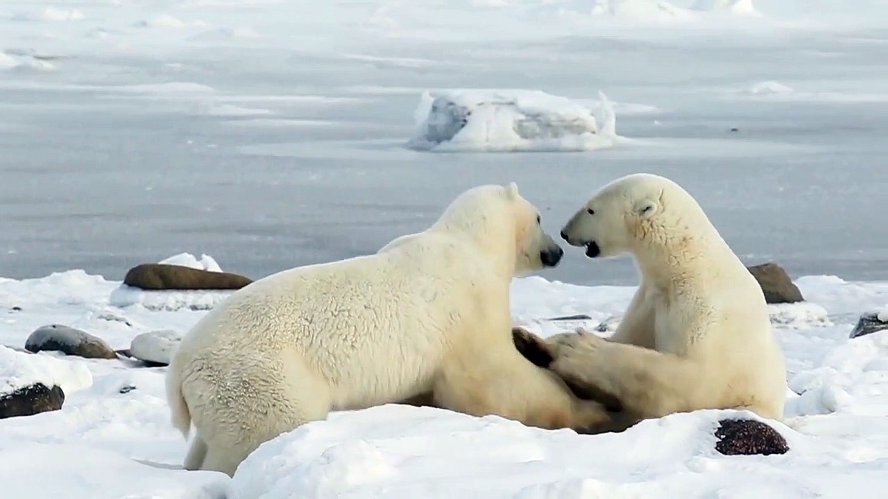 Polar bears sparring in slow motion