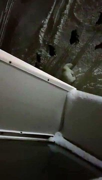 Pack of dogs chase away polar bears in northern Russia