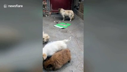 Caring stray puppy brings back some food to its mum