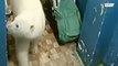 Hungry polar bear searching for food wanders into apartment building in Russia