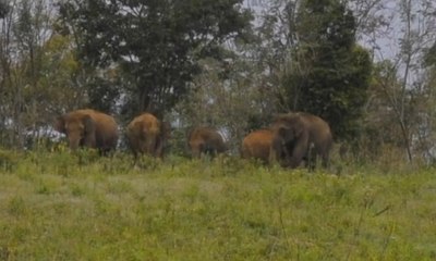 32 Gajah Liar Masuk ke Permukiman Warga