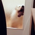 Ce chien pense ouvrir la porte en léchant la vitre !