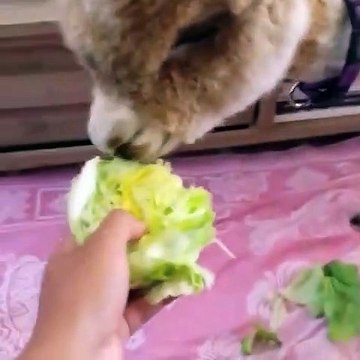 Regardez la tête de cet Alpaga ! Tellement mignon