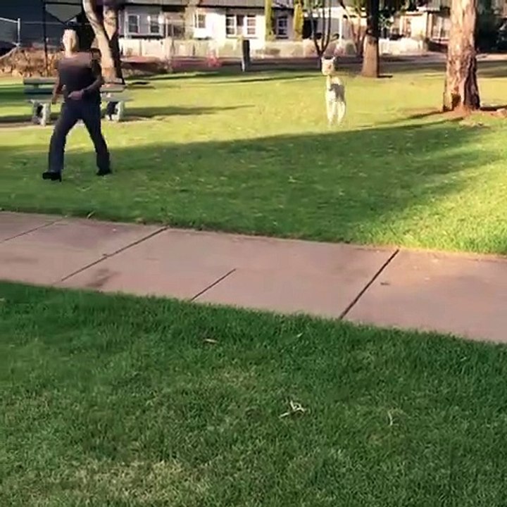 Ce bébé alpaga est l'animal que vous voulez dans votre jardin !