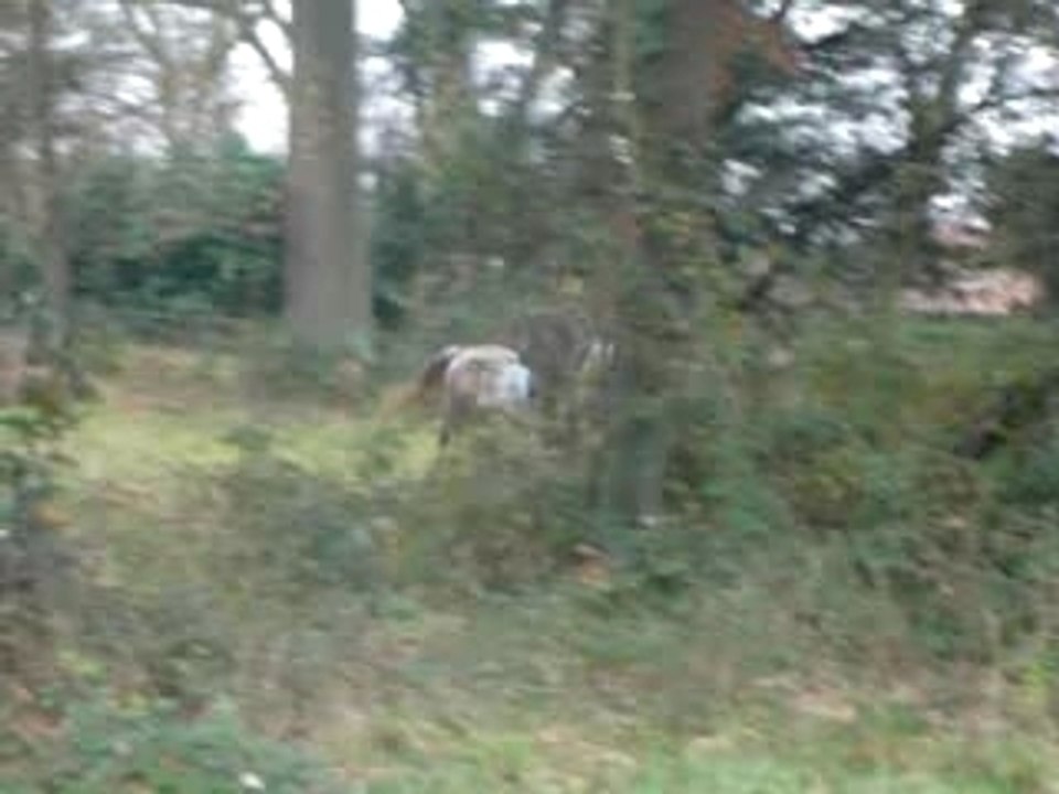 Cross nathan et morgii