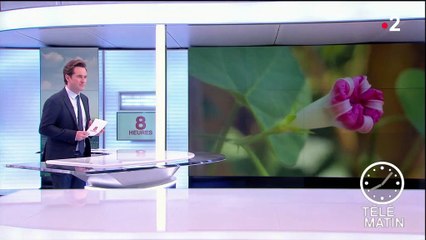 Les insectes vont-ils disparaître de la Terre d'ici un siècle ?