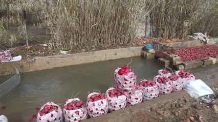 Süleymaniye'de Turp Hasadı Başladı