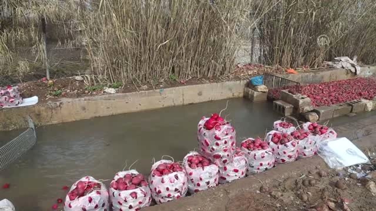Süleymaniye'de Turp Hasadı Başladı