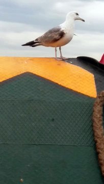 MOTO KURYE | 0555 278 23 30