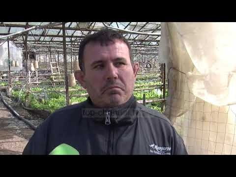 Durrës, stuhia shkatërron serat - Top Channel Albania - News - Lajme