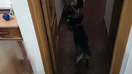 Dog closes door and opens it from the inside
