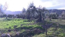 The adoption scheme bringing ancient olive trees — and a Spanish village — back to life