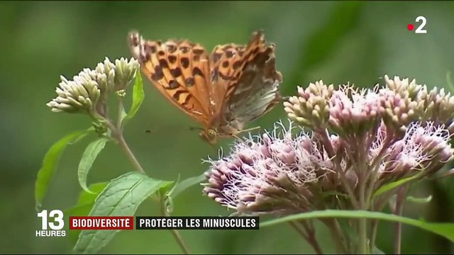 Environnement : les insectes en voie d'extinction ?