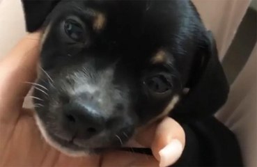 Kylie Jenner ha adottato un altro cane