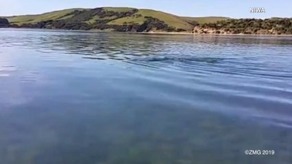 The Owner Of A Working USB Stick Discovered In Seal Feces Has Been Found