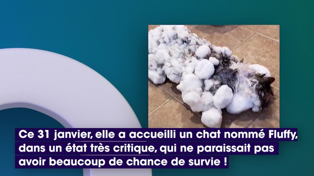 Un chat gelé par le froid est miraculeusement ramené à la vie