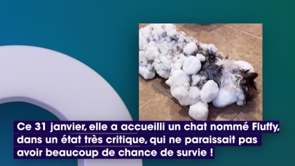 Un chat gelé par le froid est miraculeusement ramené à la vie