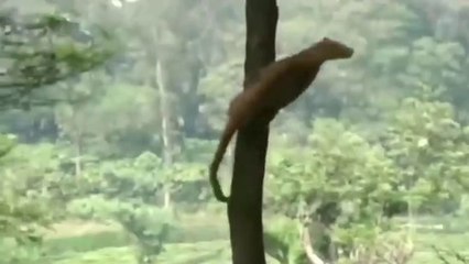 Eagle vs Leopard _ Mother Leopard Protect Her Baby From Eagle - Animal video 2019