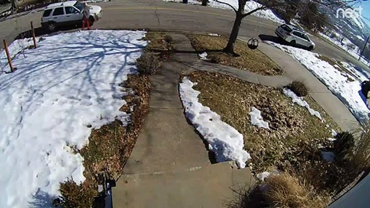 Dog Chases and Thwarts Package Thief's Plan