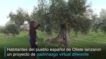 Padrinazgo de olivos, la salvación para pueblo español Oliete
