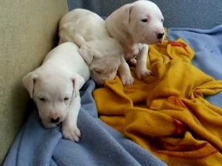 chiots dogo 25 jour