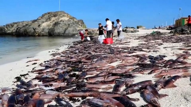 Aparecen miles de peces muertos en una playa de Chile