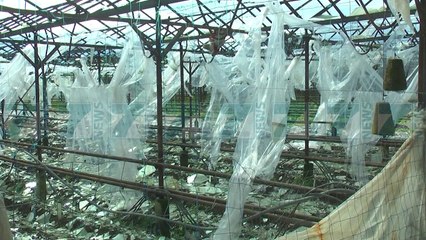 DY TORNADO GODASIN DURRESIN, SHKATERROHET SERA ME 30 HEKTARE  - News, Lajme - Kanali 7