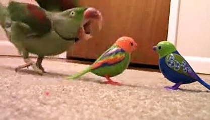 Real Bird's Reaction to Digibirds, Part 2 - YouTube