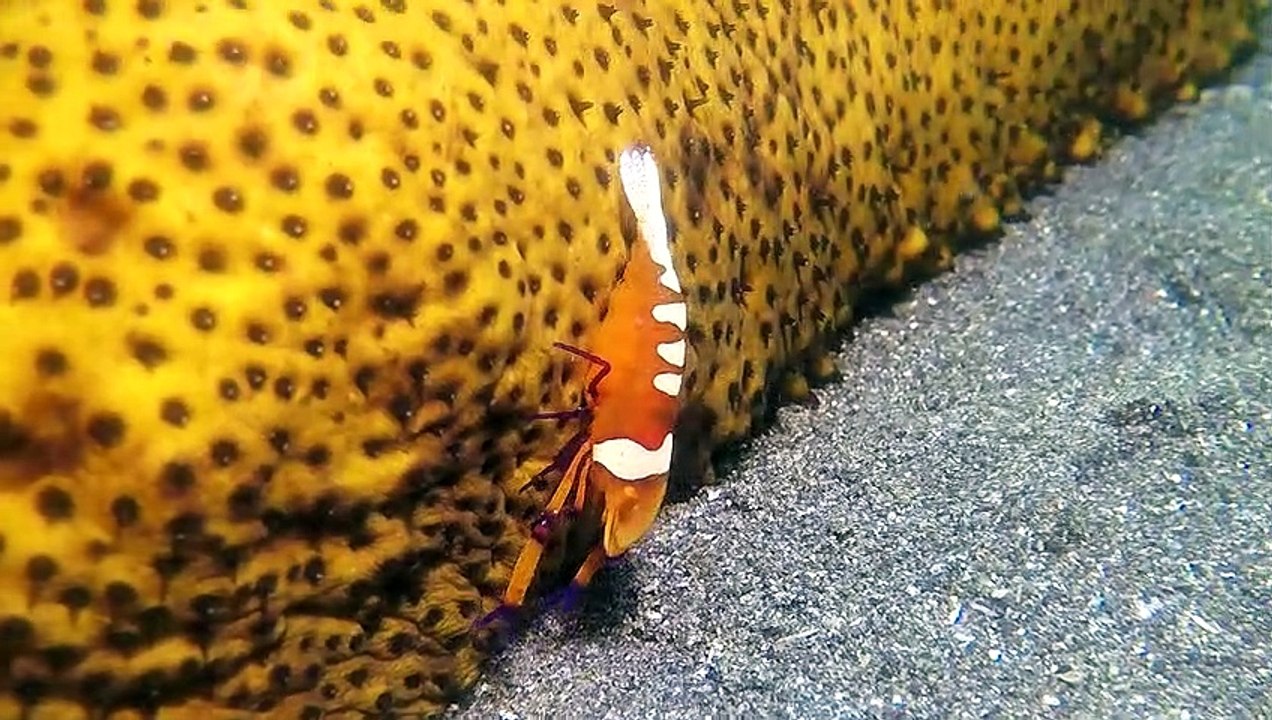 Rare Shrimp Caught on Camera