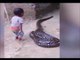 Ce bébé joue avec un énorme serpent... même pas peur