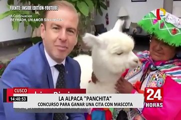 Conozca a la alpaca del amor, el mejor cupido para este 14 de febrero