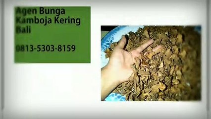 TERLARIS!!! 0813-5303-8159, Distributor Bunga Kamboja Kering Tawangmangu