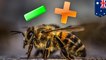 Honeybees learn math