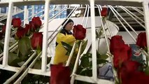 San Valentín: la semana de la moda para las rosas de Ecuador