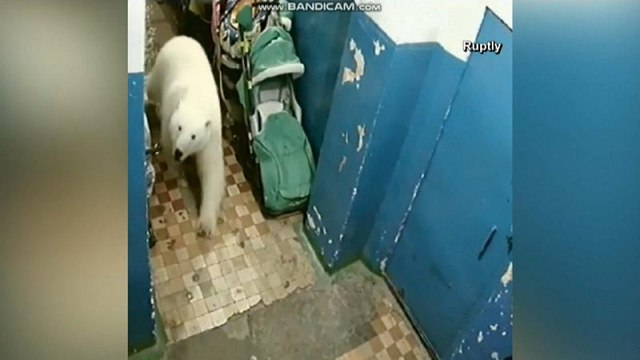 Медвежье нашествие: животные пришли к людям за едой